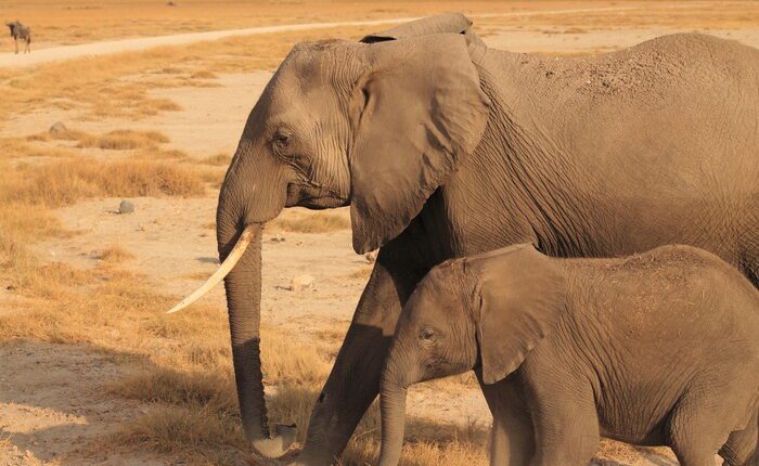 Elephant mother and calf best-places-to-see-elephants-in-kenya