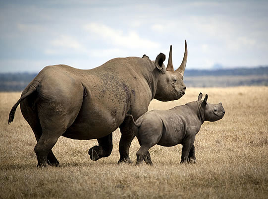 best-places-to-spot-black-rhinos-in-kenya