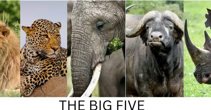 the-big-five-of-africa