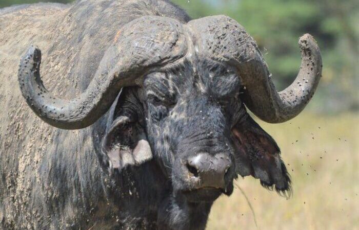 8-days-samburu-aberdare-nakuru-masai mara-naivasha-safari