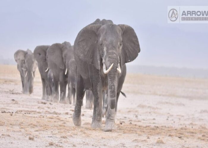 8-days-elephant-trails-safari