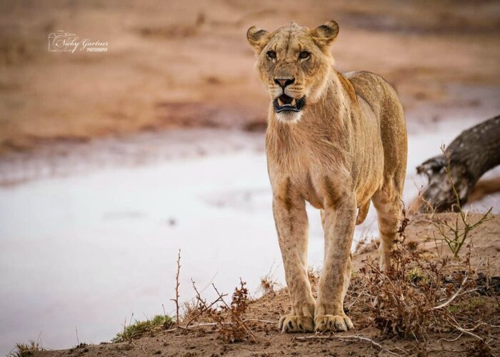 10-days-kenya-and-tanzania-adventure-safari