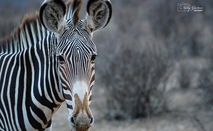 Grevys Zebra 3-days-samburu-private-safari