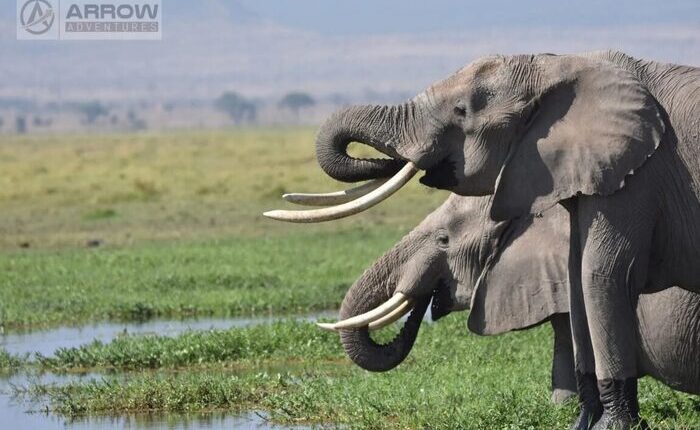 Elephants quenching thirst 6-days-kenya-classic-wildlife-safari