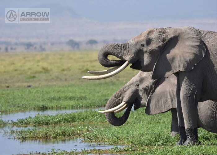 6-days-kenya-classic-wildlife-safari