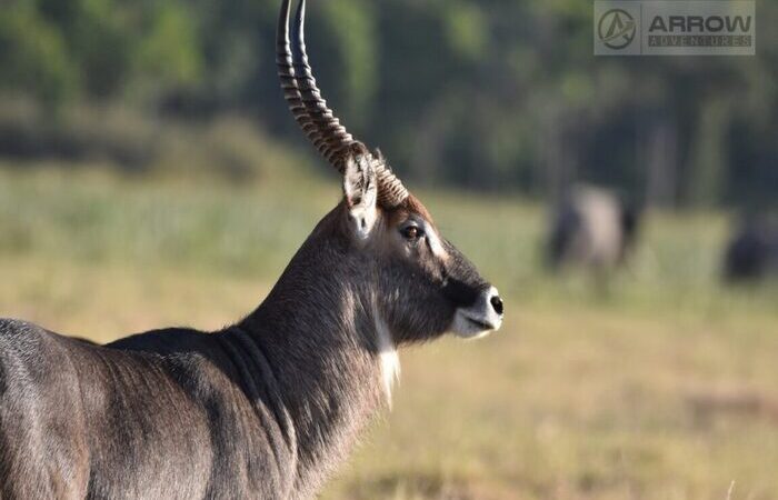 10-days-kenya-and-tanzania-safari-tour