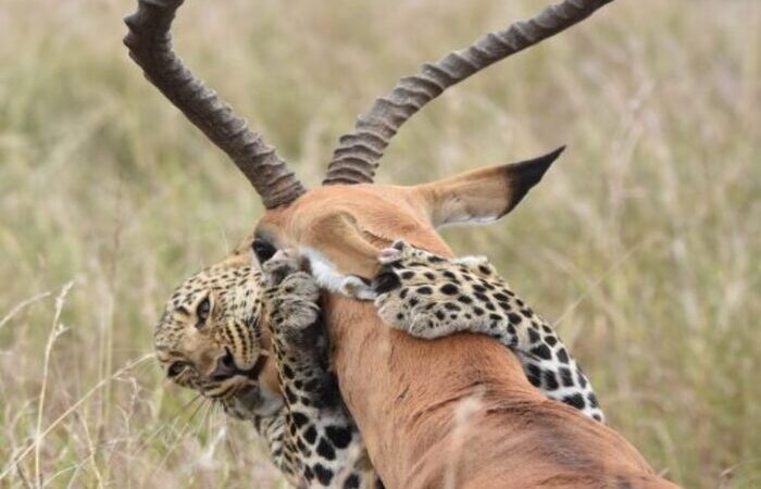 6-days-masai-mara-wildebeest-and-predators-migration-safari6 Days Masai Mara Wildebeest and Predators Migration Safari