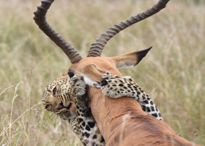 6-days-masa-mara-wildebeest-and-predators-migration-safari