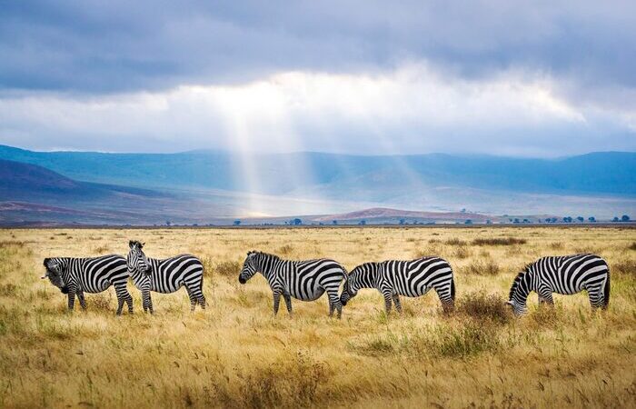 5-days-tanzania-classic-adventure