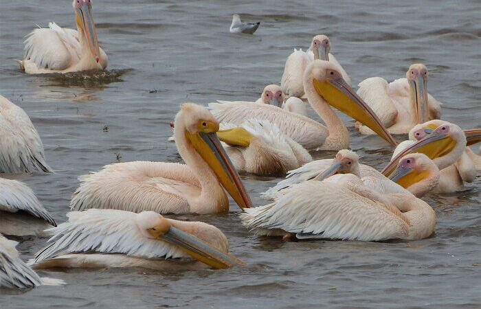 6-days-kenya-classic-wildlife-safari