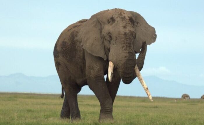 Sanfter Riese amboseli-nationalpark