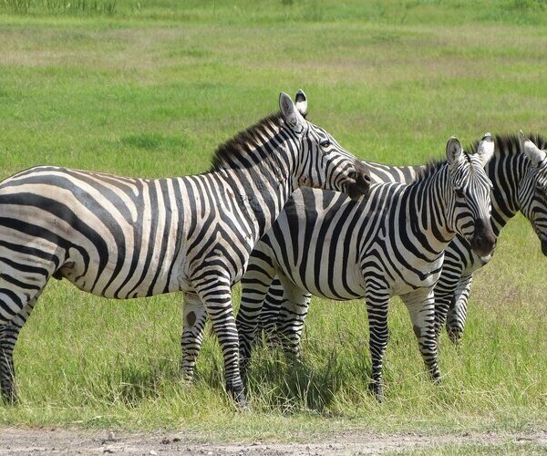 8-days-kenya-scenic-adventure-safari