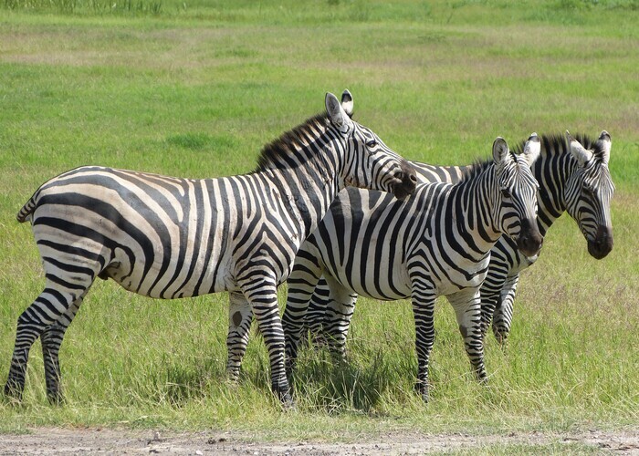 8-days-kenya-scenic-adventure-safari