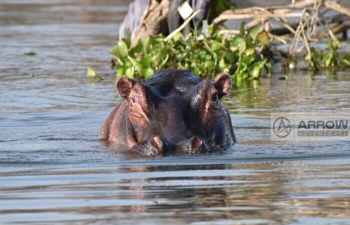 5-days-masai-mara-nakuru-and-naivasha-tour-package