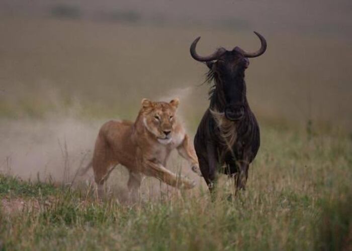 6-days-masa-mara-wildebeest-and-predators-migration-safari