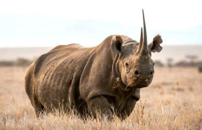 6-days-rhino-conservation-safari