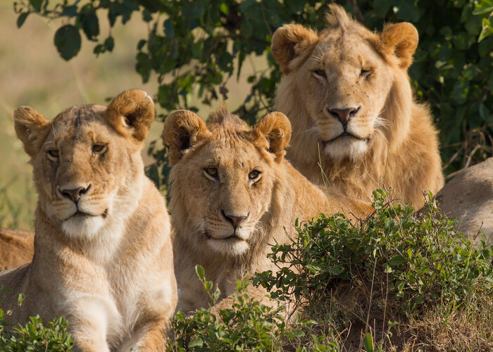6-days-kenya-classic-wildlife-safari