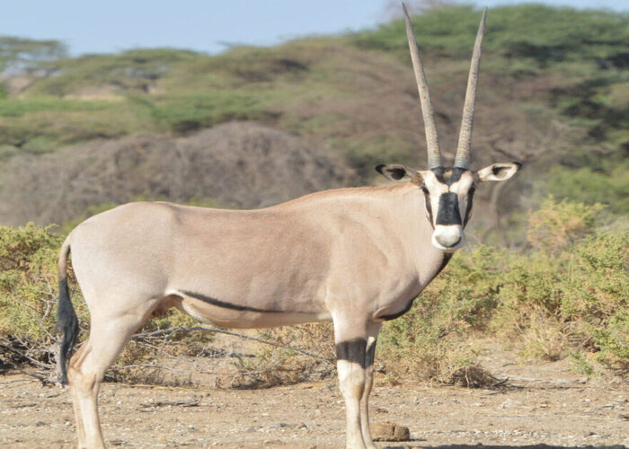 3-days-samburu-adventure-safari