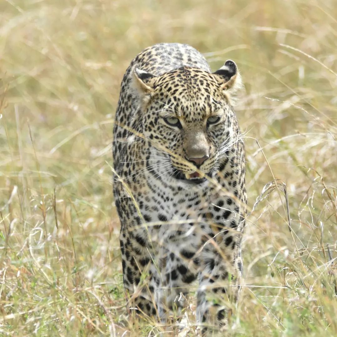 Leopards are very solitary and spend most of their time alone. They each have their own territory, and leave scratches on trees, urine scent marks and drop to warn other leopards to stay away! Males and females will cross territories, but only to mate.
