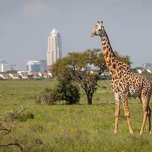 nairobi-national-park