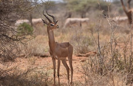 samburu-national-reserve