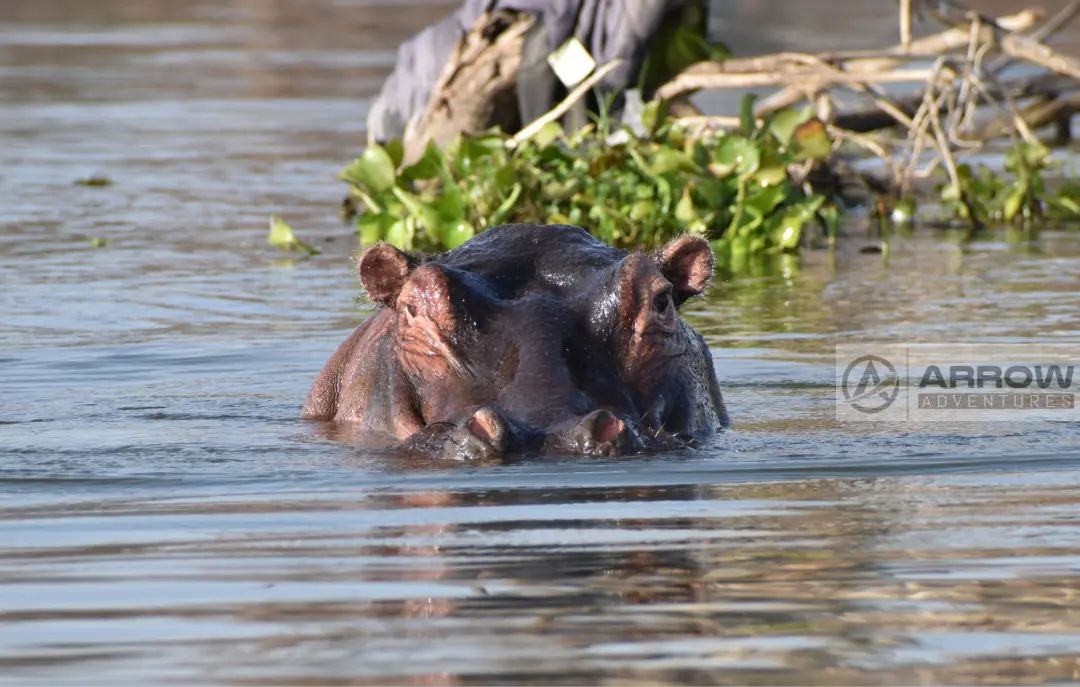 Hippos are aggressive and are considered very dangerous. They have large teeth and tusks that they use for fighting off threats, including humans.