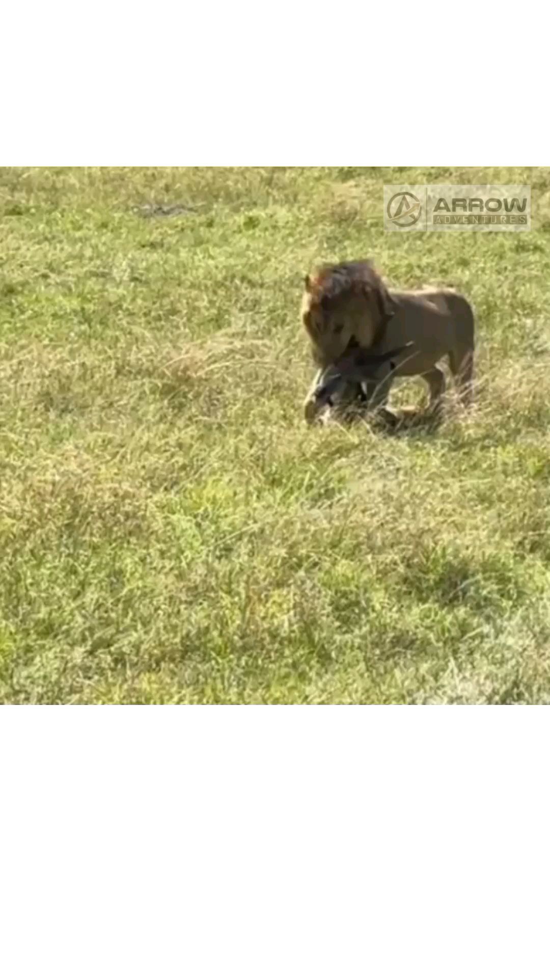 A lion dragging the kill to safety