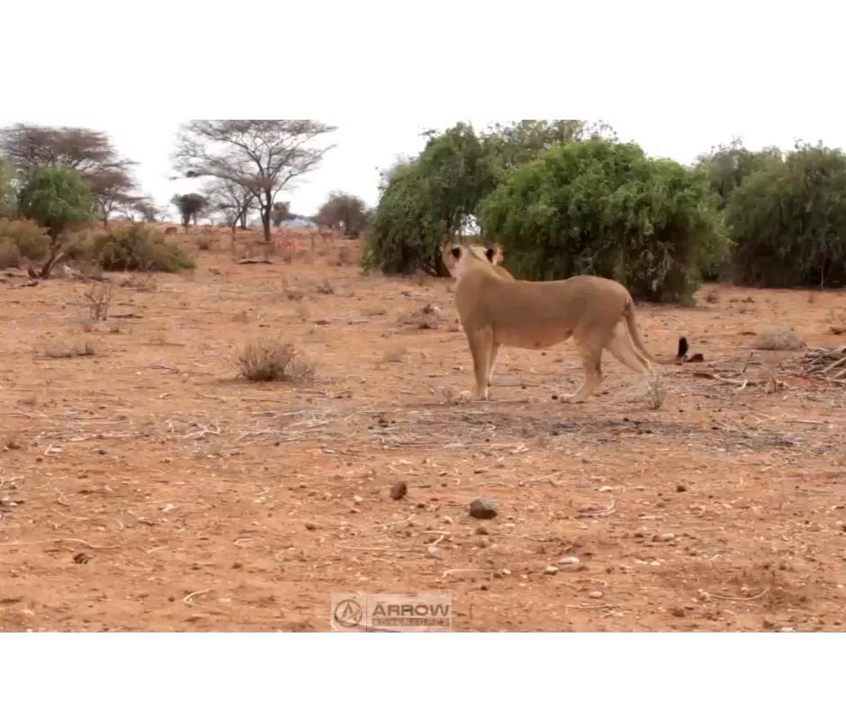 A lion planning a hunt #samburunationalreserve