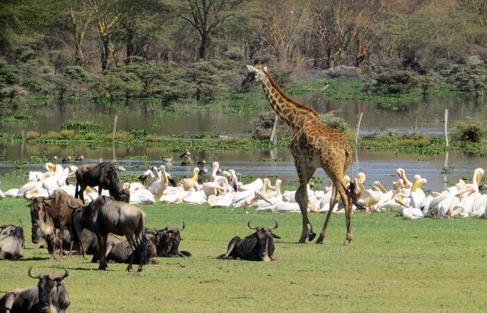 4-days-naivasha-masai-mara-safari-from-nairobi
