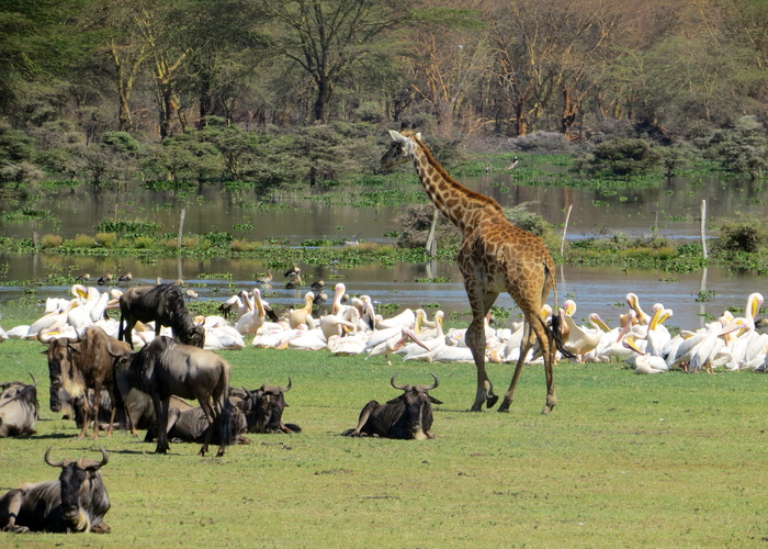 4-days-naivasha-masai-mara-safari-from-nairobi