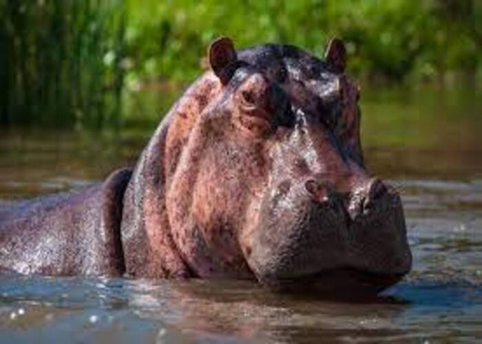 hippo-in-olpejeta