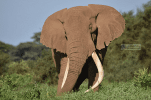 8-days-elephant-trails-safari