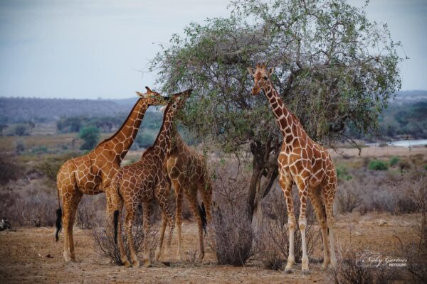 samburu-national-reserve