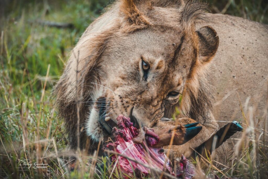 6-days-masai-mara-wildebeest-and-predators-migration-safari