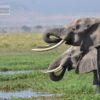 best-places-to-see-elephants-in-kenya