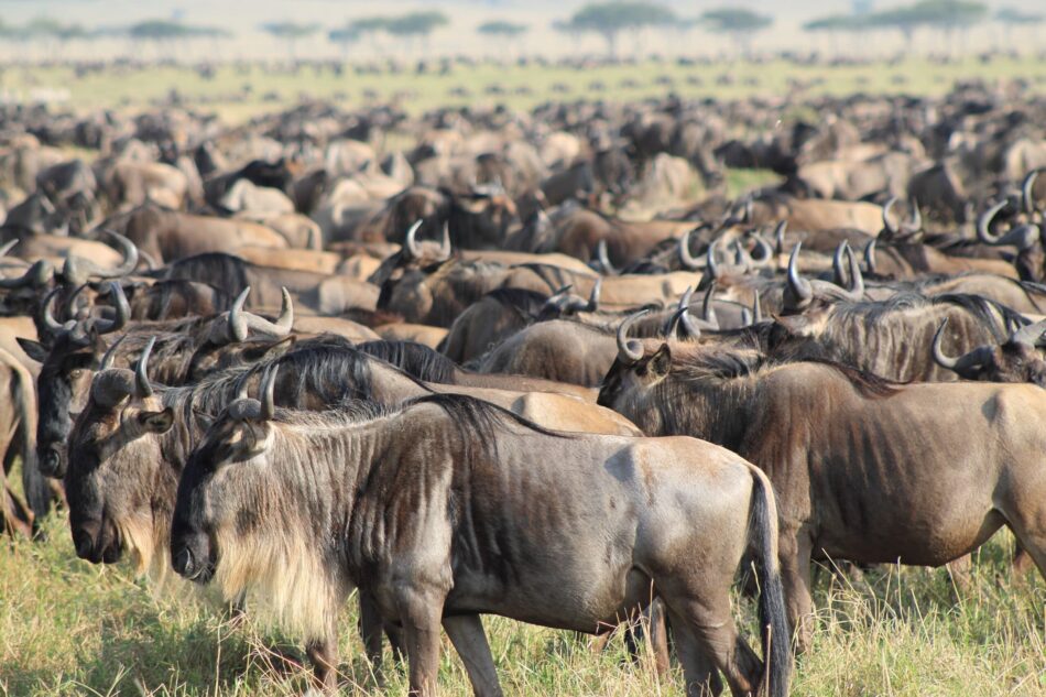 fascinating-facts-about-the-annual-wildebeest-migration