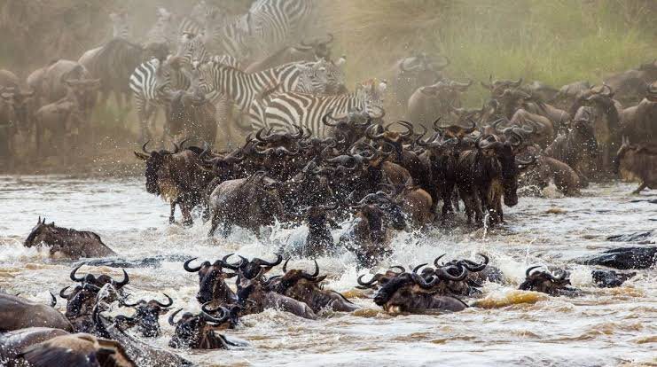 4-days-masai-mara-wildebeest-migration