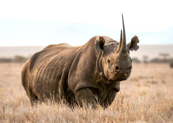 6-days-rhino-conservation-safari
