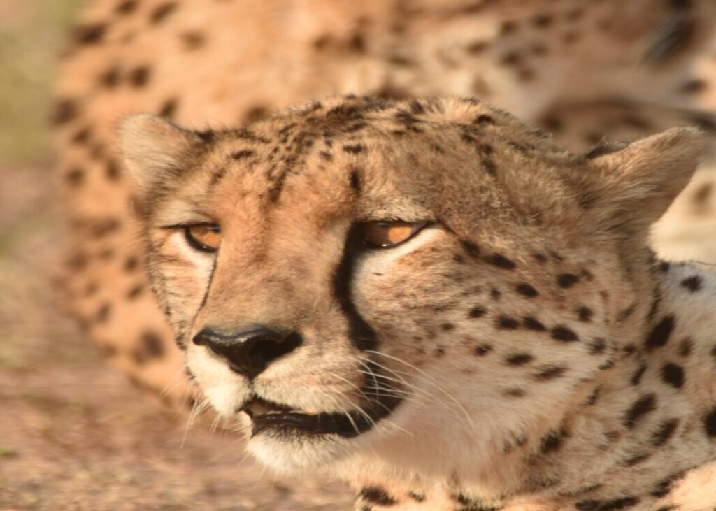 best-kenyan-games-reserves-to-see-the-big-cats