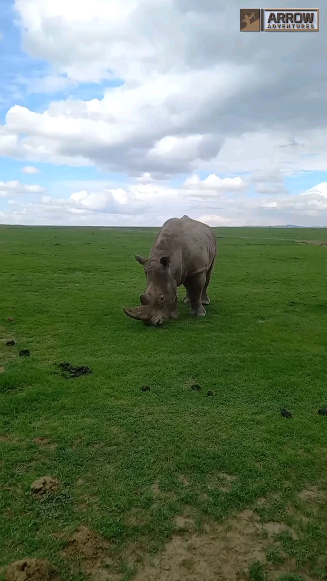 White Rhino grazing