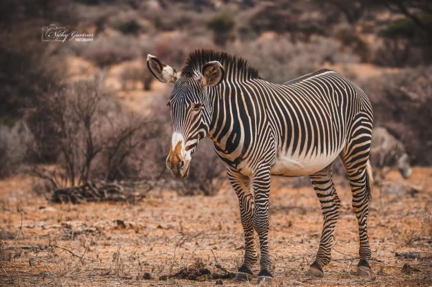 grevys-zebra