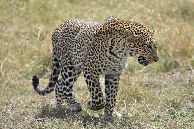 4-days-masai-mara-luxury-safari-experience