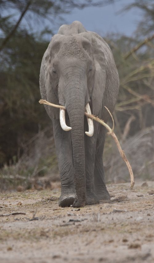 16-days-east-africa-safari-holiday