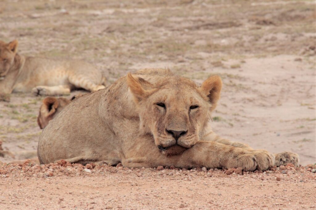 16-days-east-africa-safari-experience