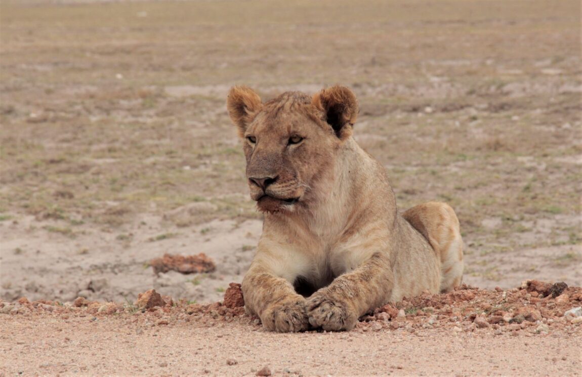 Lioness of Amboseli