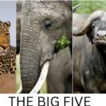 do-you-know-the-big-five