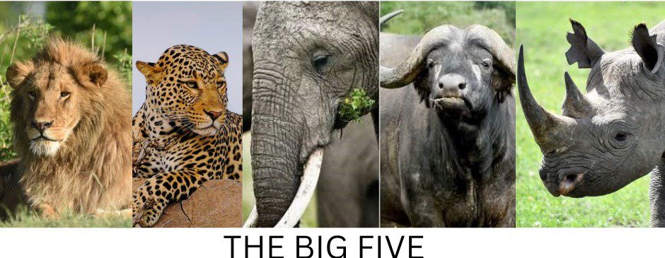 do-you-know-the-big-five