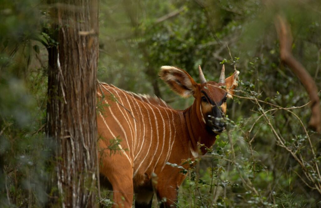 best-things-to-do-in-nanyuki