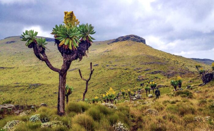 Aberdare-Nationalpark beste-attraktionen-im-aberdare-nationalpark