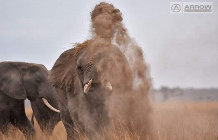 best-place-to-see-elephants